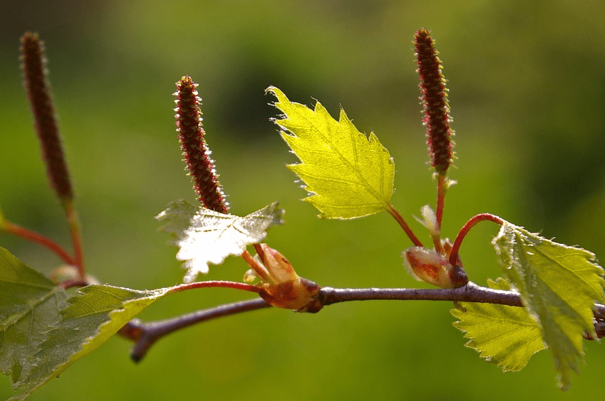 list breze,prirodni lek za upalu bešike i mokraćnih kanala