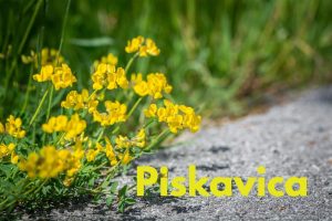 piskavica lekovita bilka
