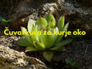 cuvarkuca za kurje oko