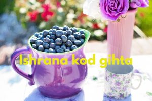 ishrana kod gihta- borovnice