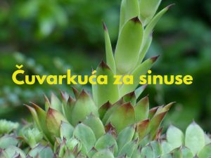 cuvarkuca lek za sinuse