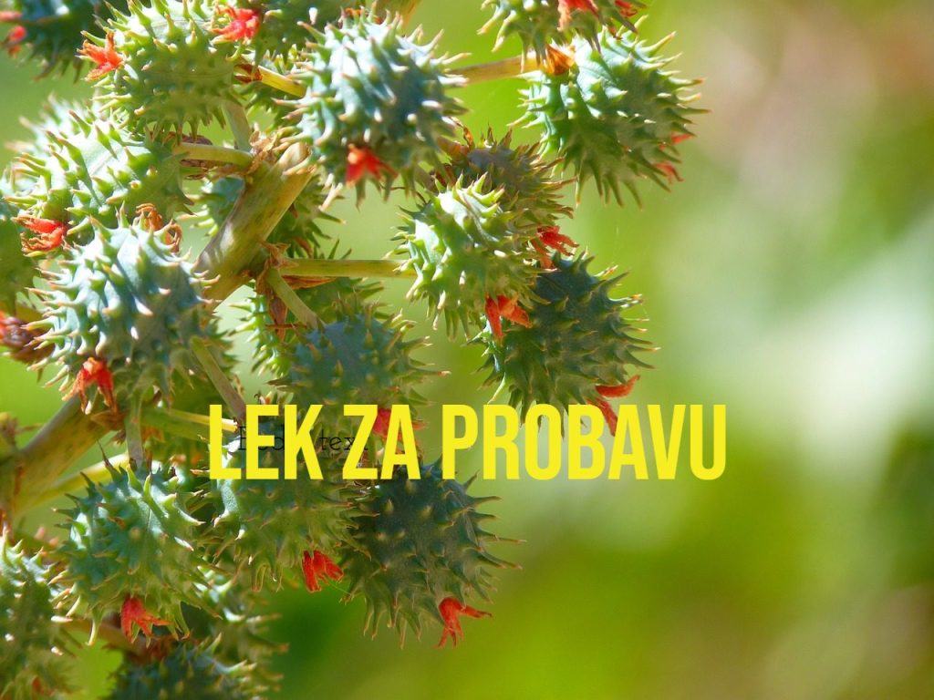 ricinusovo ulje za probavu