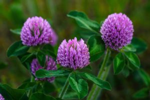 crvena detelina za menopauzu