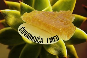 čuvarkuća i med