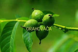 orahovača