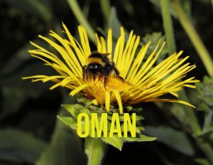 oman čaj