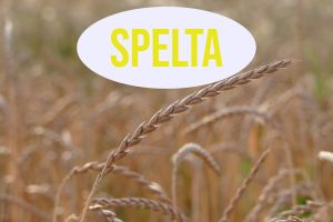 spelta-hleb od spelte