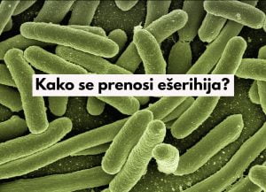 kako se prenosi ešerihija