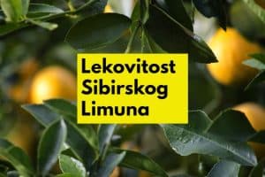 zdravstvene prednosti sibirskog limuna