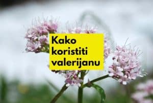 benefiti valerijane i da li je bezbedno koristiti je svakodnevno