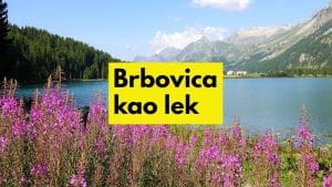 čaj od vrbovice kao lek