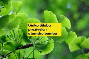 ginko biloba veoma je lekovita i zdržljiva, preživela je čak i muklearnu bombu