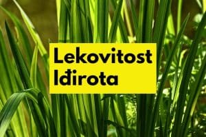 iđirot-lekovita svojtva i način primene