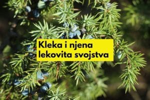 kleka lekovitost bobica kleke