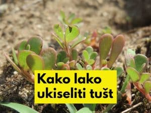 ukiseljeni tušt-recept
