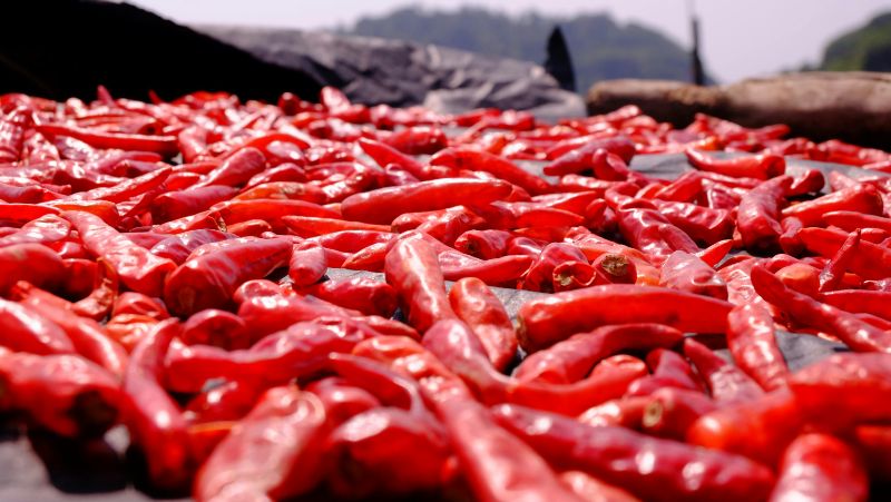 crvene paprike za ajvar od pečenih paprika