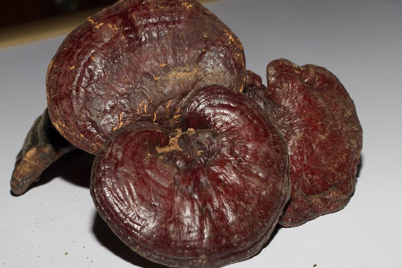 reishi gljiva-benefiti  za zdravlje