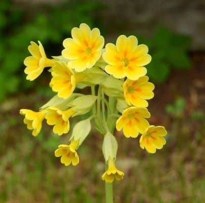 jagorčevina- lekovita biljka za kašalj 